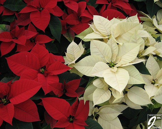 Pointsettias
