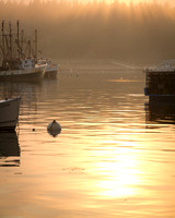 Foggy Sunset
