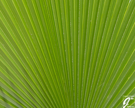 Palm Leaf