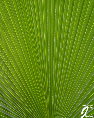Palm Leaf