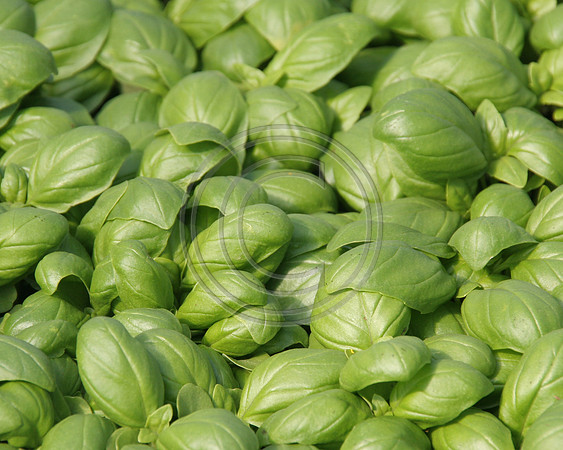 Basil