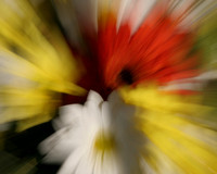 Zooming Flowers