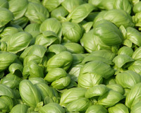 Basil