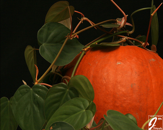 Pumpkin